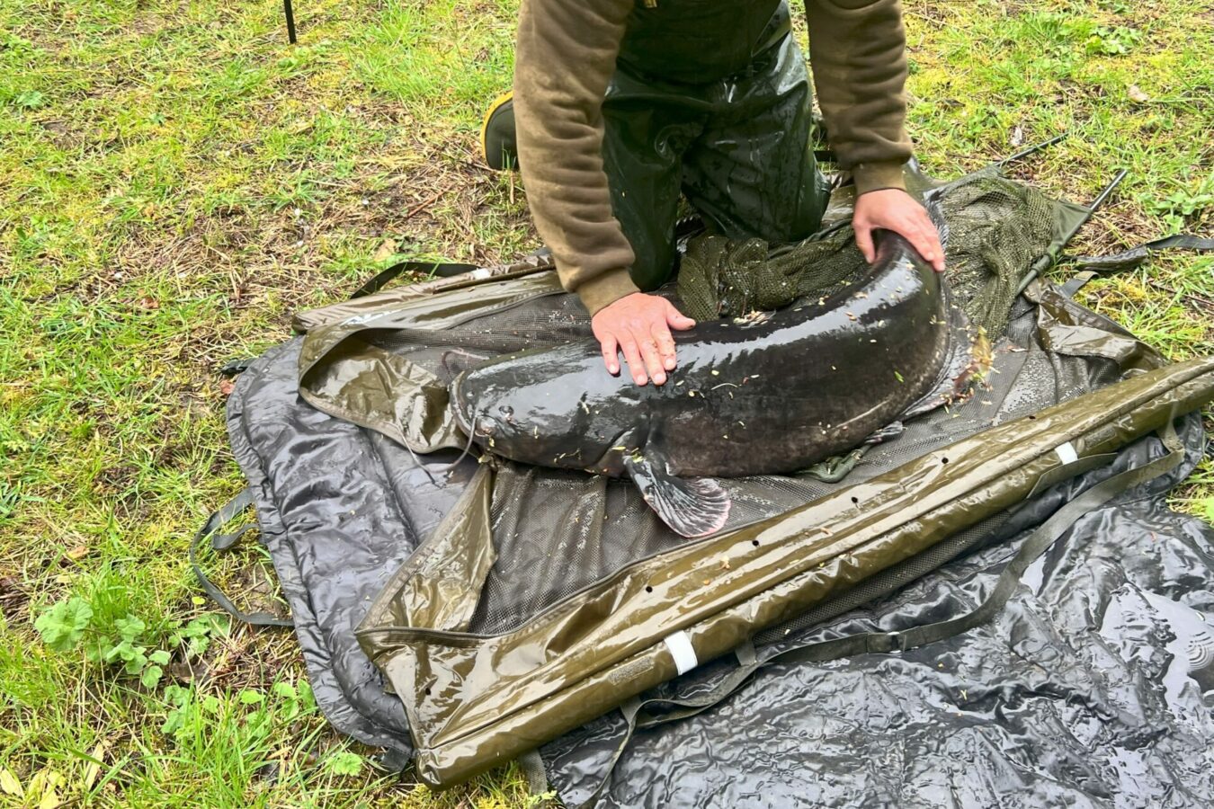 60lb catfish