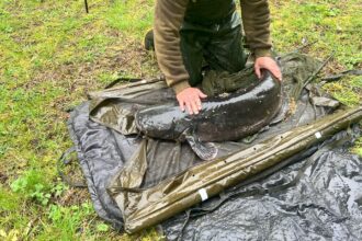60lb catfish